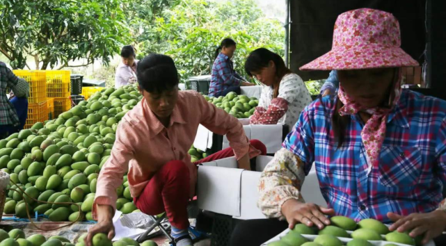 【越南】越南大批芒果滞销，美国不搭理又求中国收购，这次中方霸气表态