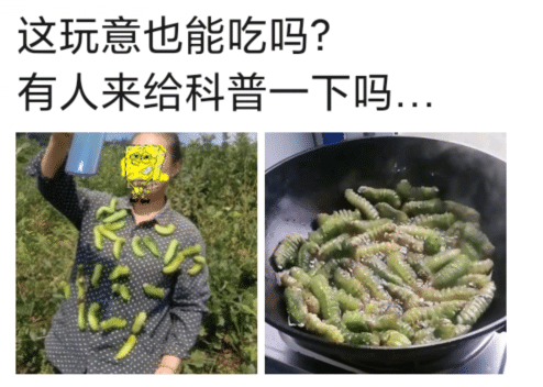 |这样的虫子你见过吗？竟然还能吃，小时候错过的美食，一般人吃不起！