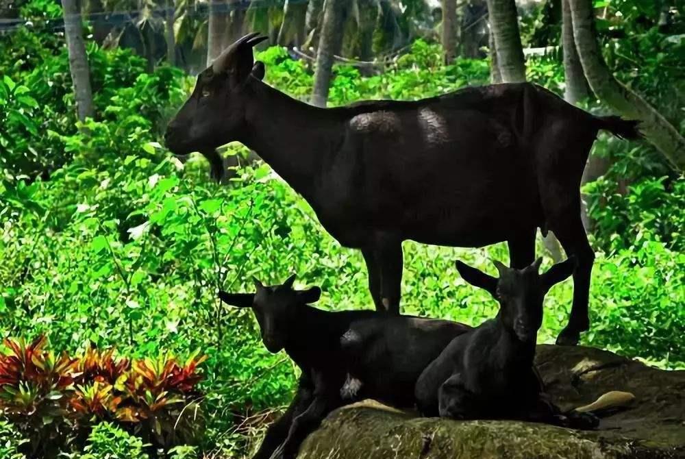 食材▲国内“最顶级”的5种食材，一般厨师都不愿做，做坏了赔不起