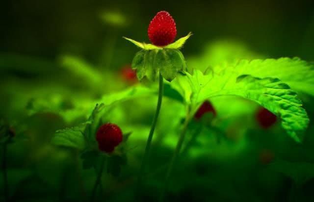 生肖▲十二生肖：这五大吉祥生肖，下半年家有喜事，衰运不来！