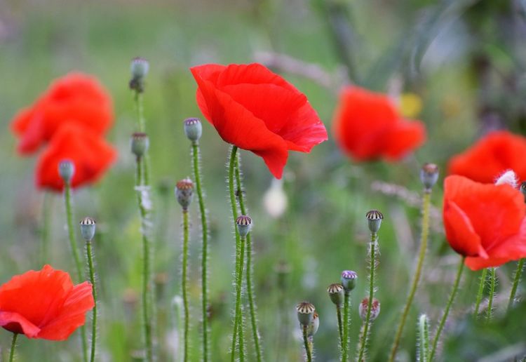 生肖：最有福气的三生肖，从不败家也不变心，日子越过越美满