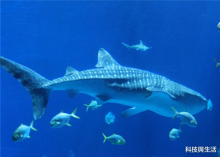 科学家：海底深处传来怪声，时而哀嚎时而巨响，它到底是谁发出的？