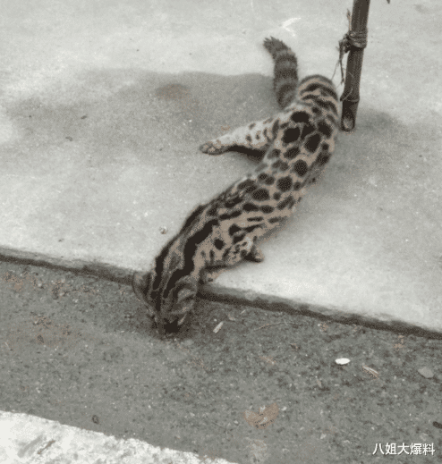 『』“我赌两包辣条，不会有人知道这是什么动物！”哈哈哈...简直刷新我的认知