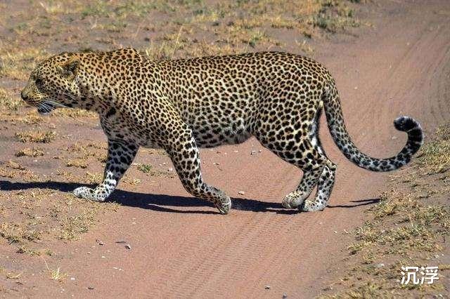 山魈|山魈是如何打死花豹的？神秘自然