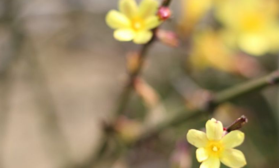 运势|十月中旬开始,运势爆发,财运旺上加旺,家财找上门的生肖