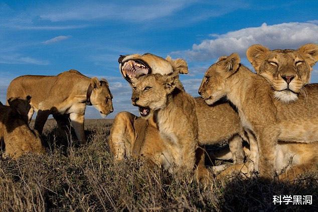 非洲|都说牲畜繁殖交配六亲不认，那么流浪雄狮长大后还认识母亲吗？