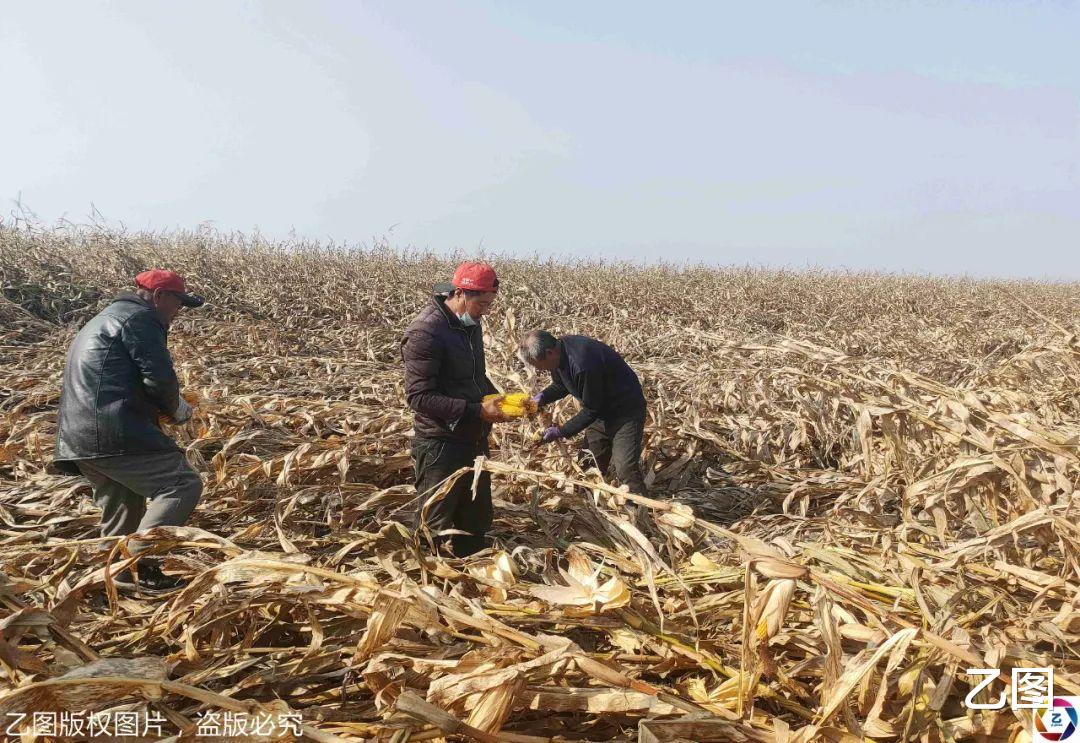 乙图|女子年轻时常遭哥哥暴力,匆匆嫁人,婚后两个孩子出生让她崩溃