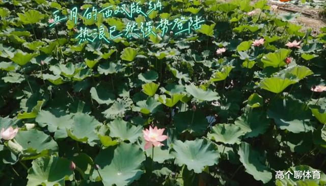 「黄磊」《向往》官方解答镰刀去处,升降机真不能摘椰子,错怪节目组了