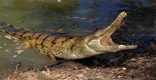 鳄鱼▲上古有人养龙,他们养的龙究竟是什么?龙是真实存在的生物吗?