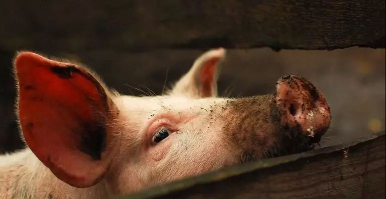 运势@墙内开花墙外香:猪人,千年等一回的大囍事,要偷乐了!