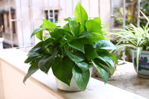 「甲醛」家里万万要摆放这5种植物,聪明人就知招财旺宅,身体越住越健康