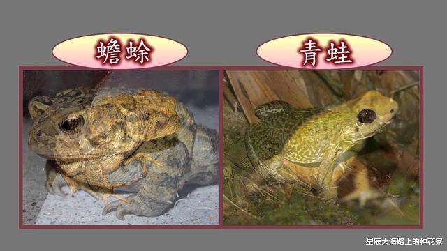 蟾蜍|最恐怖的毒蛇：钻入猎物活体内开始吞噬，吃完内脏时外表还完好！