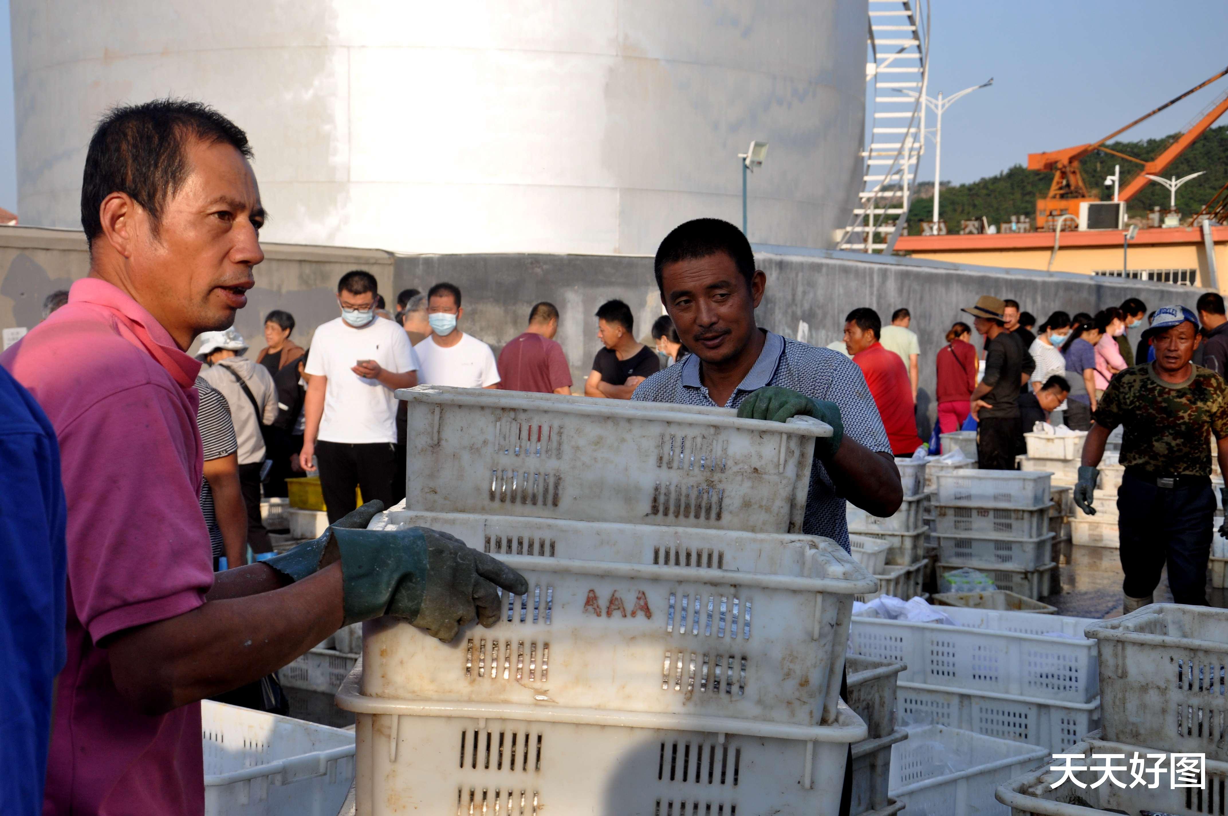 青岛市|海鲜肥啦!青岛渔港大船满载而归,“白菜价”海货6元一斤
