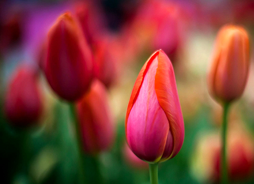 『霉运』五月下旬，运势翻红，好运一个接一个的星座