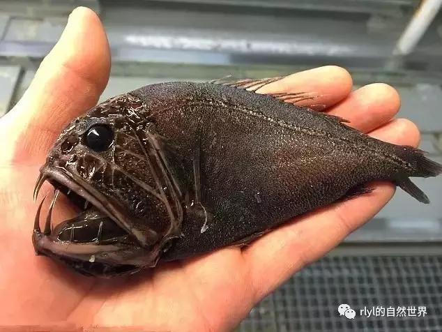 据说有些鱼的长相，全靠想象力！胆小的就不要点进去看了