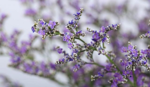 生肖|8月，好运逆转，熬过困苦日子，4生肖迎来贵人助力，生活爱情开花