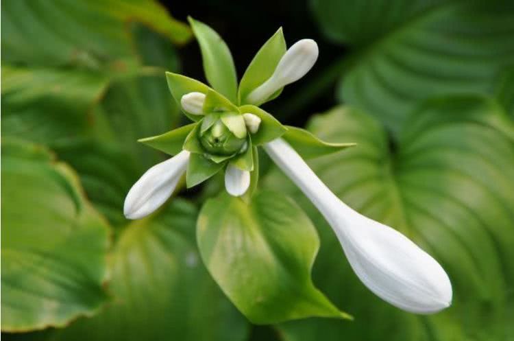 #生肖#6月下旬开始财运上吉，事业喜获丰收，福气围绕的四大生肖