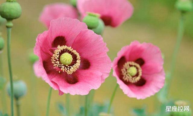 ##啥月份出生的人，做不出狠事，不愿当坏人，贵人相伴走天涯