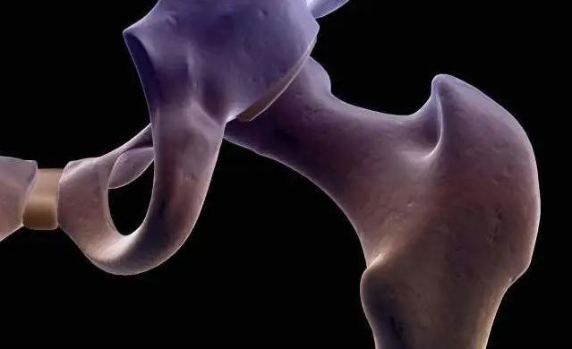 |人正常有206块骨头，为何中国人只有204块，消失的两块骨头在哪？