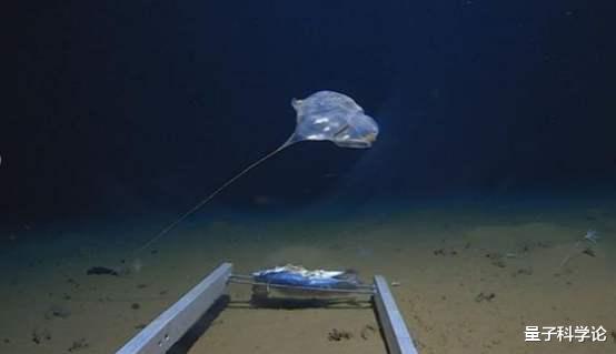 水底奥秘|龙一直藏在深海里，直到现在没有被人类发现？有这种可能吗？