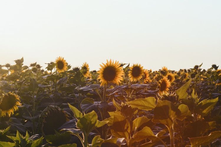 生肖|7月开始金银堆满屋，财旺官高，事业爱情大丰收的四大生肖