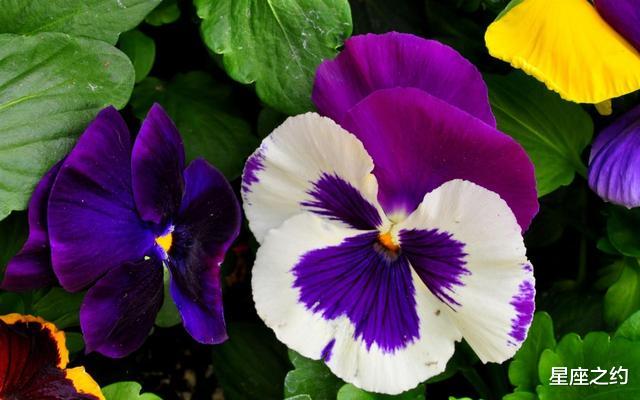 『天秤座』在5月下旬，不畏艰险，勇攀高峰，收获满满的三大星座