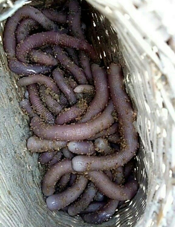 「」蚯蚓到底能不能吃?