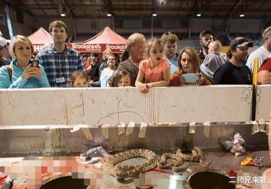 「响尾蛇」残忍！美国响尾蛇的“灾难日”，每年约有2000公斤毒蛇丧命