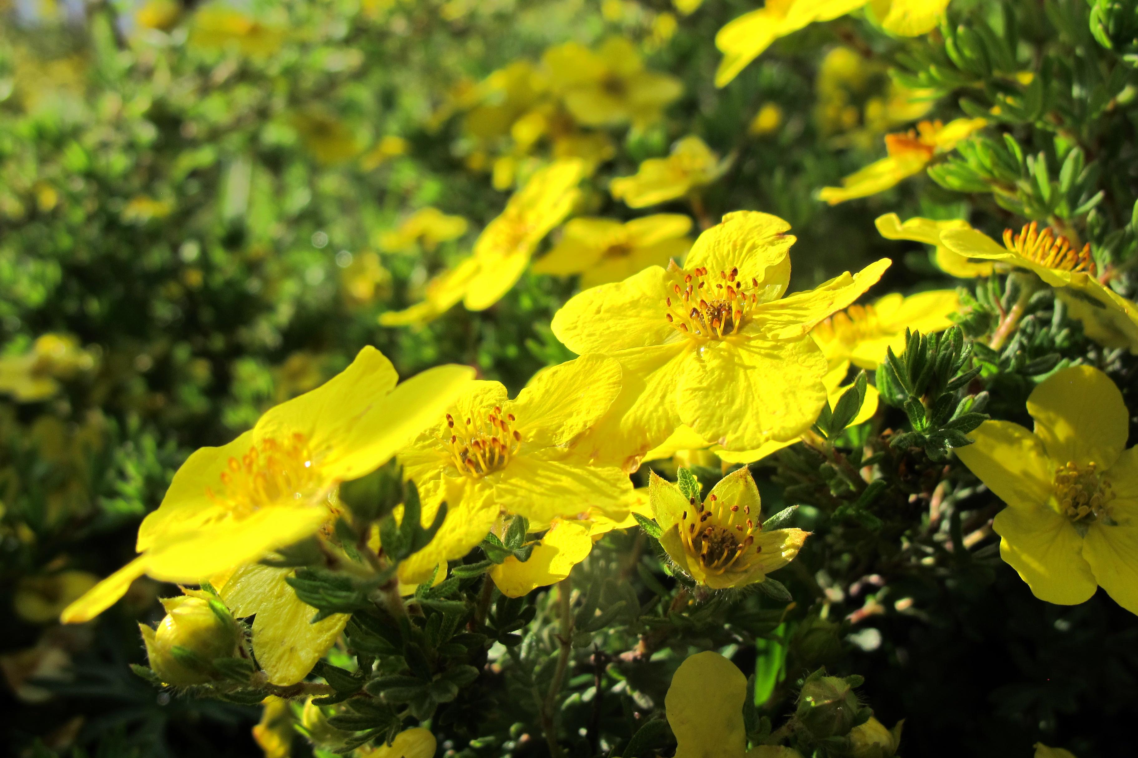 种植帮 象征着藏族文化的花朵—格桑花，寄托了藏族人民的美好情感