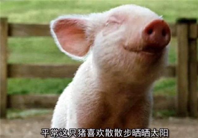 18年前，中國送給阿富汗的那隻豬，如今成為國寶每天被圍觀-圖2