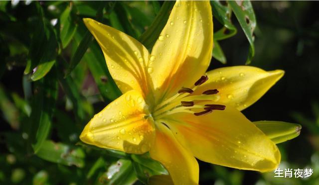 旧爱|9月，运势高涨，福运趋向呈好，4生肖爱情美满，事业顺景