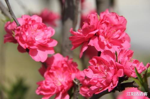 生肖▲6月下旬被贵人赏识的生肖，工作大展拳脚，生活品质越来越高