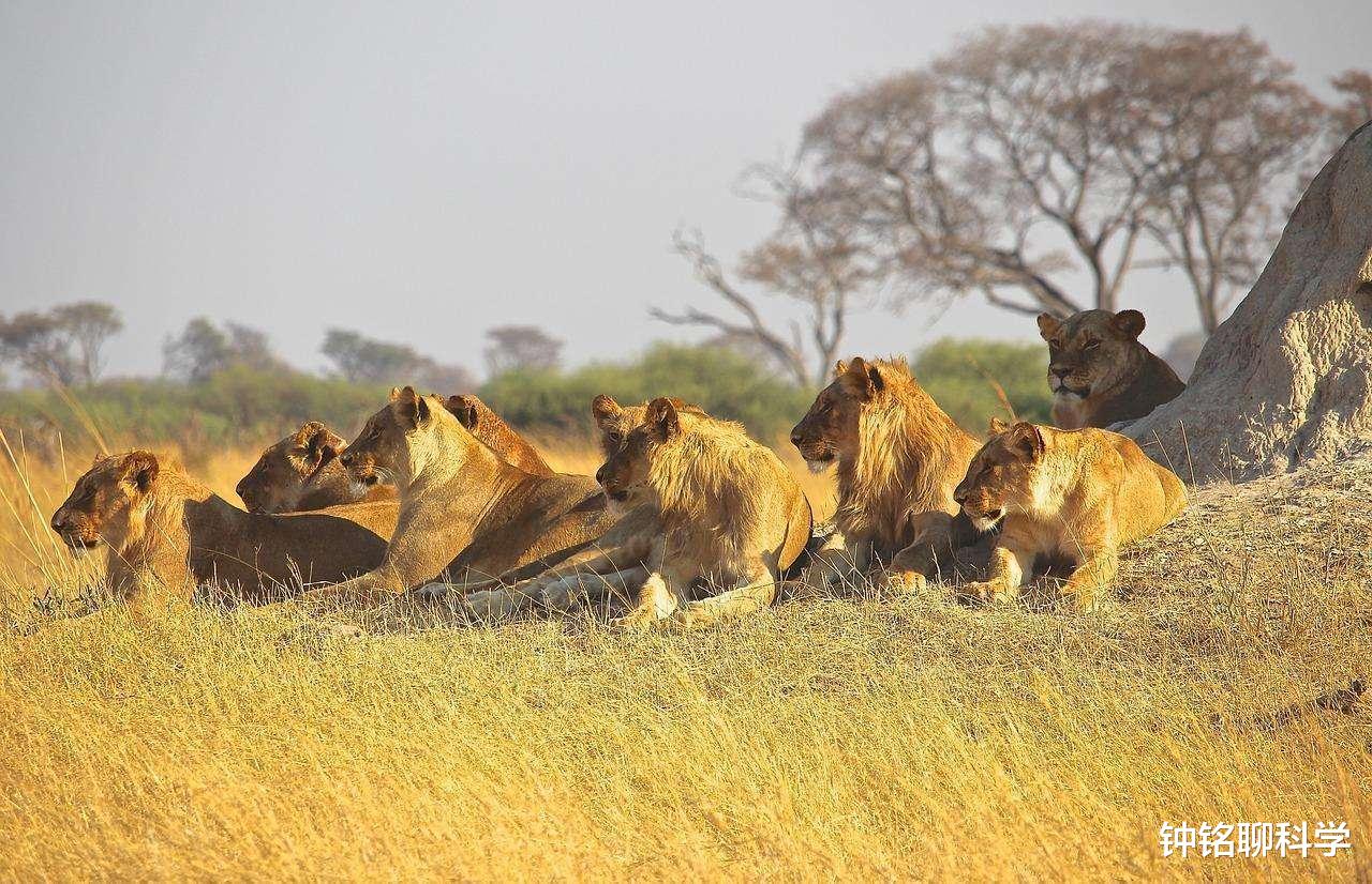 隔离|如果人与动植物没有生殖隔离，世界上的生物会有多奇葩？