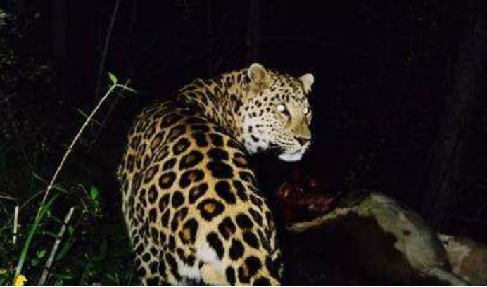 陕西|意外之喜！陕西发现4只稀缺生物，研究员：它是中国特有物种