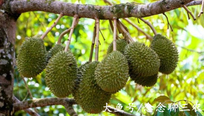 「水果」为什么现在的果农喜欢给水果打催熟剂？这么做的原因有哪些？