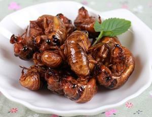 科学家|农村的“知了猴”真的能吃吗？为什么蚂蚁从来不吃知了猴？