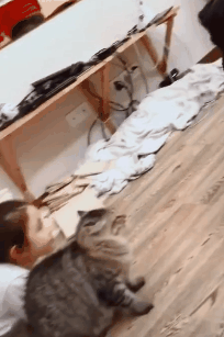 被三只恶狼死死围住，猫咪勇敢将对方击退，保护主人安全