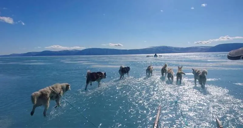 北极|北极漂泊389天后,数百名科学家带回一个噩耗:北冰洋正在死去
