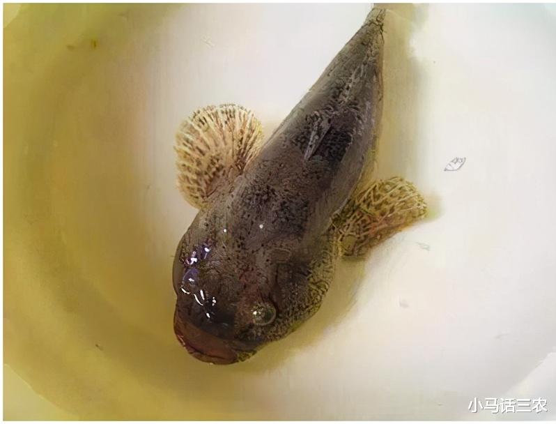 |体小却很凶猛的小鱼，曾被农民嫌弃，如今身价暴涨，每斤卖80元