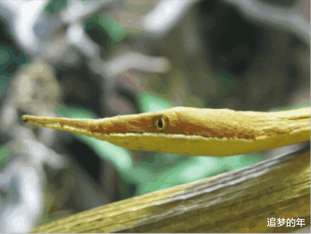 卡拉@世上最独特的十大怪蛇，样貌极为罕见，第五种如同披了鳞甲