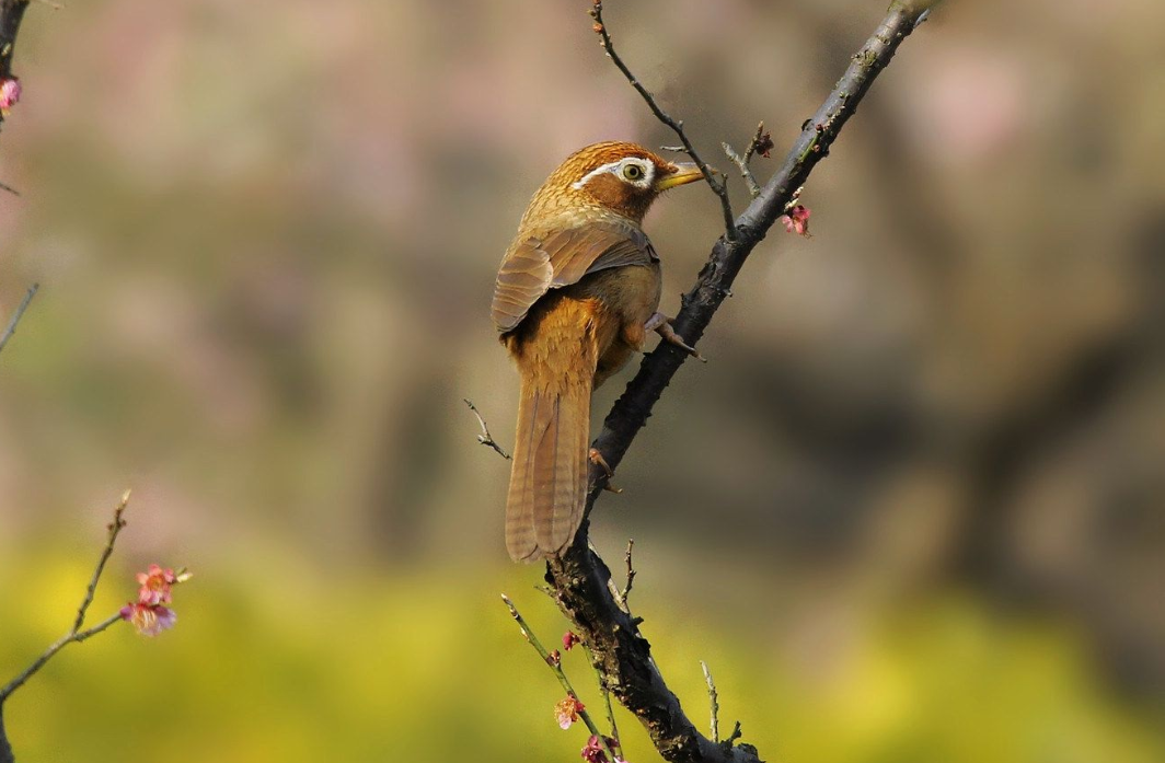 画眉鸟加水添食的讲究