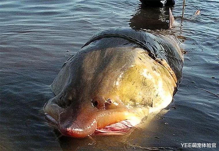 我国大型猛鱼，活在恐龙时代，却跟中华鲟一样不幸
