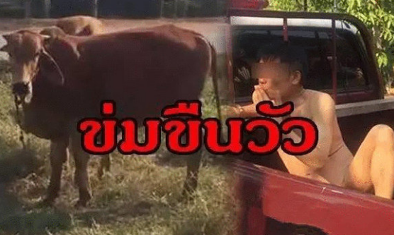 印度|印度男子与母牛发生关系，被人拍照举报，相关部门下达奇葩规定！