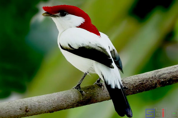 金刚鹦鹉|Sbike动植物百科：世界十大最美丽的鸟类，都是大自然中的精灵！