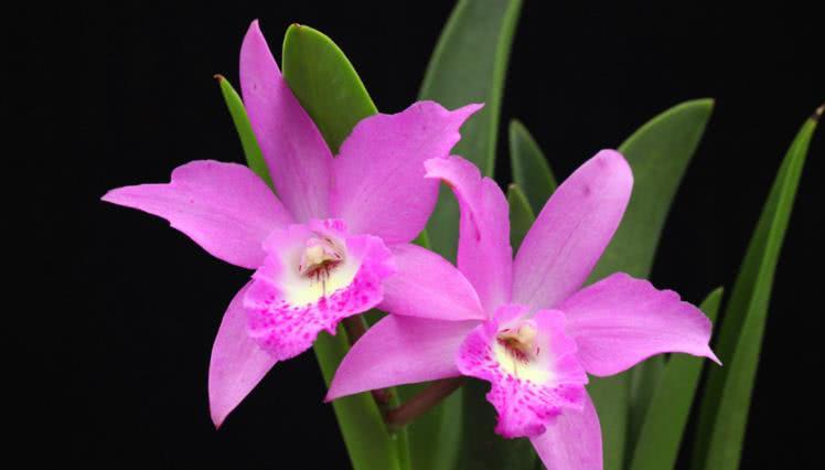 健康运势▲6月下旬开始财路广进，事业一路发，福气临门的四大生肖