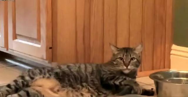 猫咪懒到一个境界，开始躺着舀水喝，这姿势太销魂了！