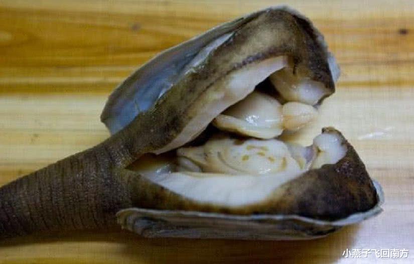 石灰岩|它是世上最神奇的动物,竟有“穿墙术”的特异功能,却被吃到灭绝