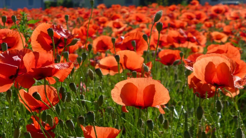 ▲下周开始好运来临，事业顺利万千，能够一直发横财的四属相