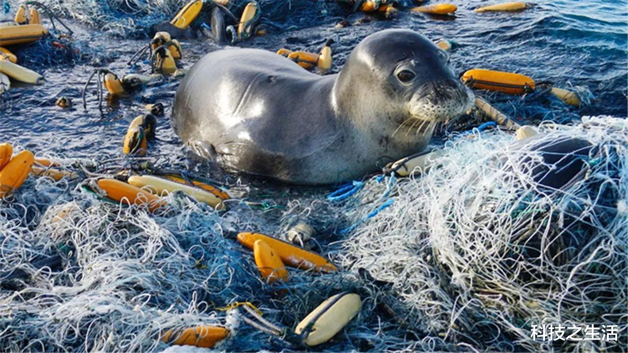 卫星|卫星拍到的照片！“第8大陆”向我国进军，面积抵得上4个日本！