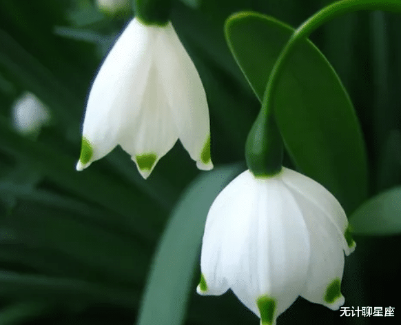 『十二星座』未来三个月魅力值最高的4个星座，成功吸引身边人